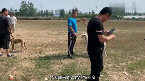 猎犬比赛视频播放,速度与智慧的较量