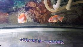 锦鲤打针视频,治愈系动物医疗瞬间记录