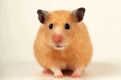 仓鼠绳子怎样戴视频,轻松掌握正确戴法