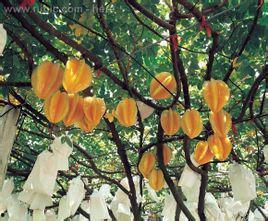 三月份桃树嫁接视频,三月份视频教程深度解析