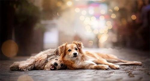 怎么训练狗狗大小便视频教程,轻松掌握训练技巧