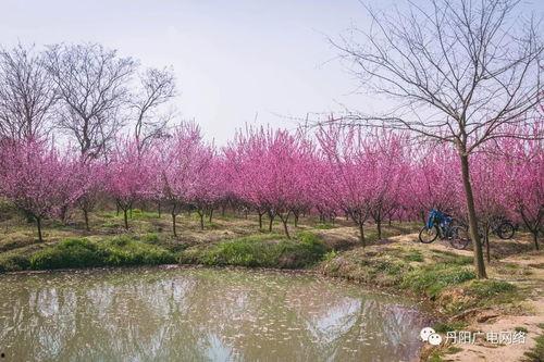 桃花园视频,探寻人间仙境的视觉盛宴
