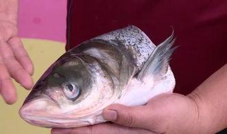 鱼鳃怎么去除视频,鱼鳃清洗与去除技巧视频教程