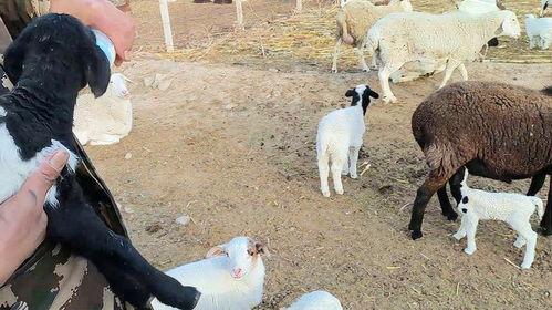 母羊生小羊视频,见证生命诞生的温馨瞬间